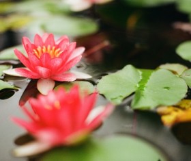 beautiful fresh lotus on water Stock Photo