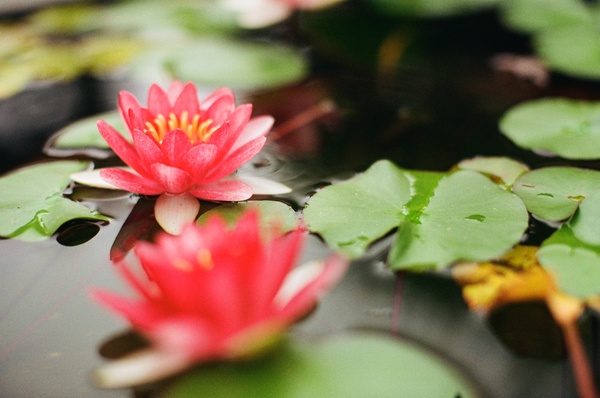 beautiful fresh lotus on water Stock Photo