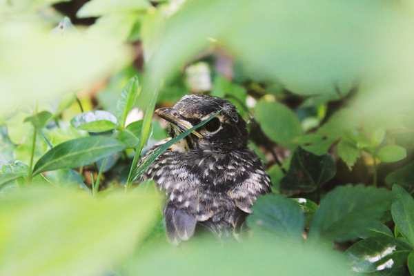 cute newborn bird in nature Stock Photo