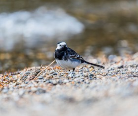 cute tiny bird on ground Stock Photo