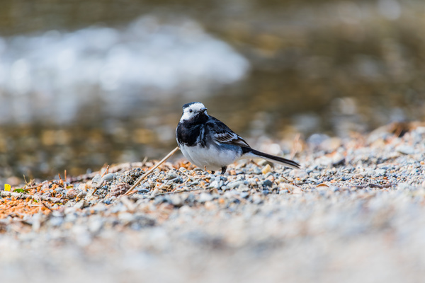 cute tiny bird on ground Stock Photo