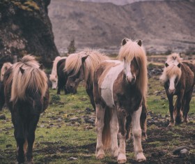 horses on highland Stock Photo