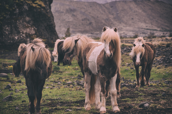 horses on highland Stock Photo