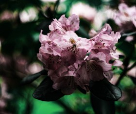 pink flowers on branch Stock Photo