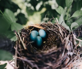 small wild eggs in tree nest Stock Photo