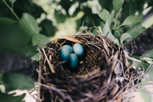 small wild eggs in tree nest Stock Photo