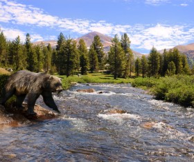 A bear trying to wading Stock Photo