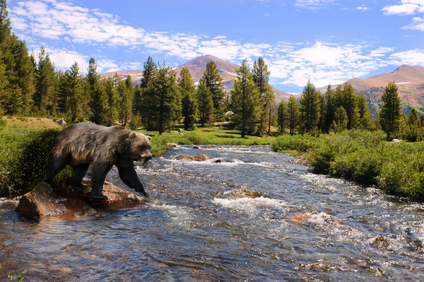 A bear trying to wading Stock Photo