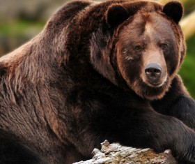A brown bear resting on the wood Stock Photo