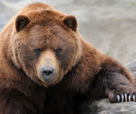 A huge bear Stock Photo