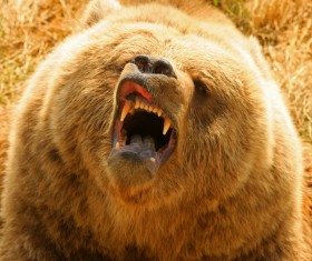 A mouth roaring bear Stock Photo 01