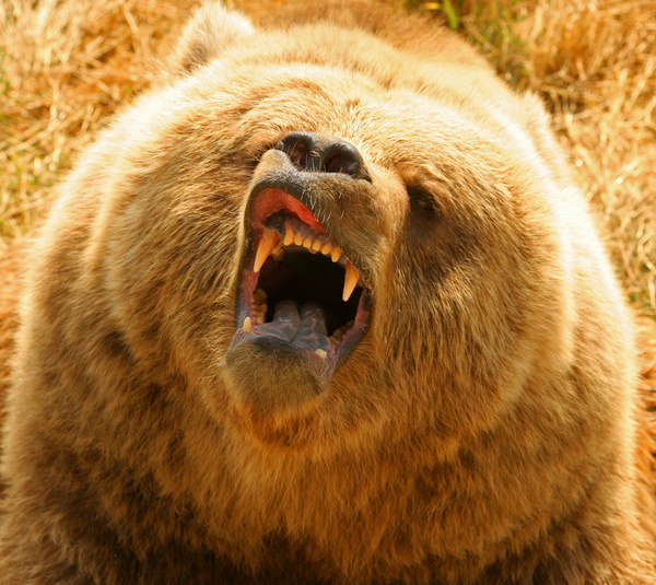 A mouth roaring bear Stock Photo 01
