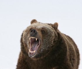 A mouth roaring bear Stock Photo 02