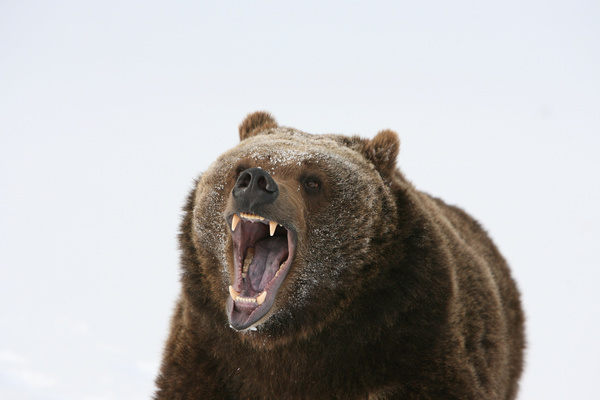 A mouth roaring bear Stock Photo 02