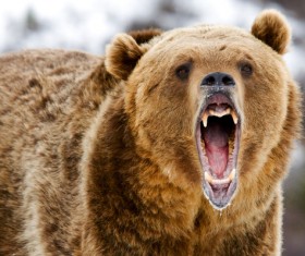 A mouth roaring bear Stock Photo 03