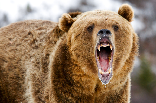 A mouth roaring bear Stock Photo 03