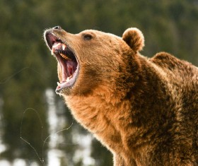A mouth roaring bear Stock Photo 04