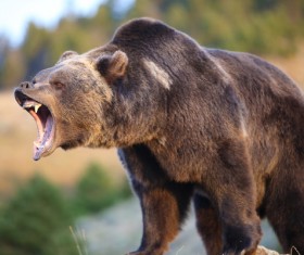 A mouth roaring bear Stock Photo 05