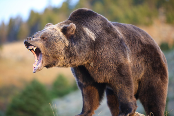 A mouth roaring bear Stock Photo 05