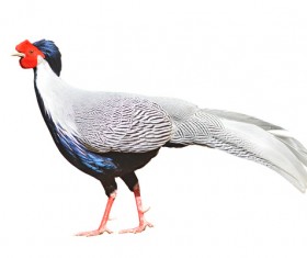 Albino pheasant Stock Photo