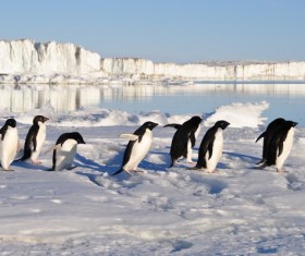 Antarctic penguin walking on snow surface Stock Photo
