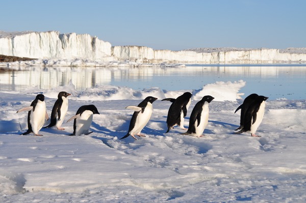 Antarctic penguin walking on snow surface Stock Photo