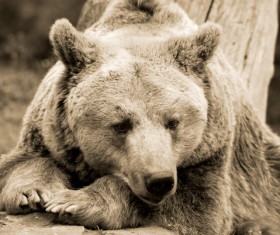 Bear black and white photo Stock Photo