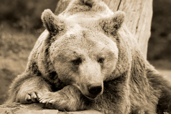 Bear black and white photo Stock Photo