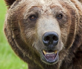 Bear head close-up Stock Photo