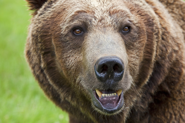 Bear head close-up Stock Photo