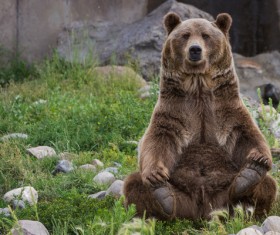 Bear sitting in the rubble of the grass Stock Photo