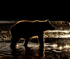 Bear wandering looking for prey Stock Photo