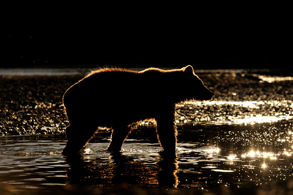Bear wandering looking for prey Stock Photo