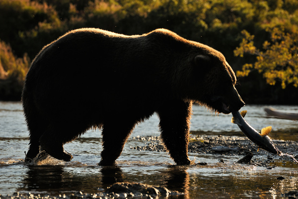 Bear who successfully caught fish in the water Stock Photo