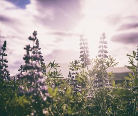 Beautiful wild flowers under sunlight Stock Photo
