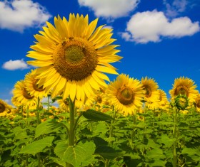Bee on sunflower Stock Photo