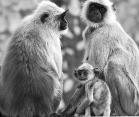 Black and white photo of monkey Stock Photo
