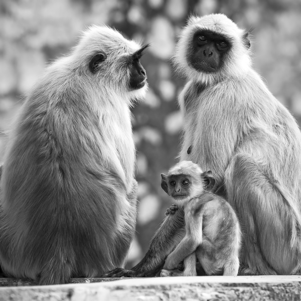 Black and white photo of monkey Stock Photo