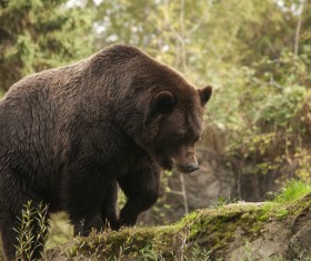 Black bear walking in the mountains Stock Photo