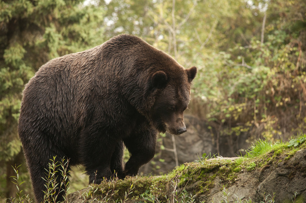 Black bear walking in the mountains Stock Photo
