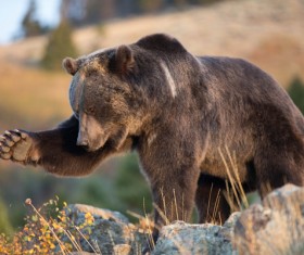 Black bears who are interested in plants Stock Photo