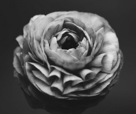 Black white picture of fresh rose closeup Stock Photo