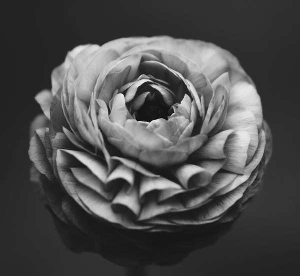 Black white picture of fresh rose closeup Stock Photo