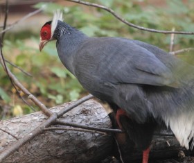 Blue Horse Chicken Stock Photo 01