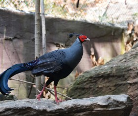 Blue Horse Chicken Stock Photo 02