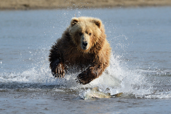 Brown bear catching fish in water Stock Photo