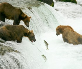 Brown bear catching fish together at the waterfall Stock Photo
