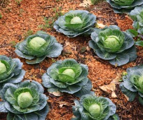 Cabbage in the vegetable garden Stock Photo