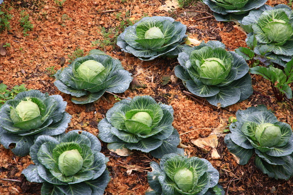 Cabbage in the vegetable garden Stock Photo