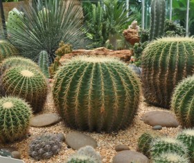 Cactus Stock Photo 01